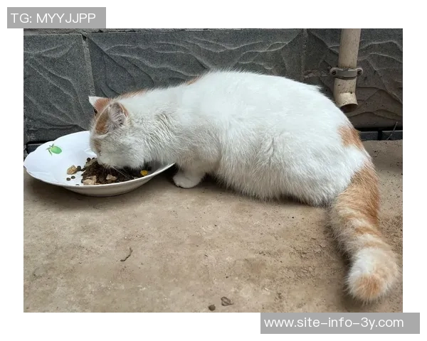 四川男篮积极行动救助流浪猫计划后续妥善安置关爱生命